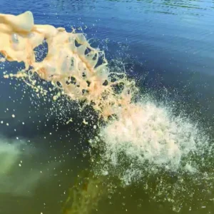 levaduras en acuicultura simbiotica bioaquafloc