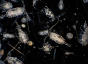 Zooplancton generado con tecnología simbiótica